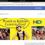 Americankittens Live Cams